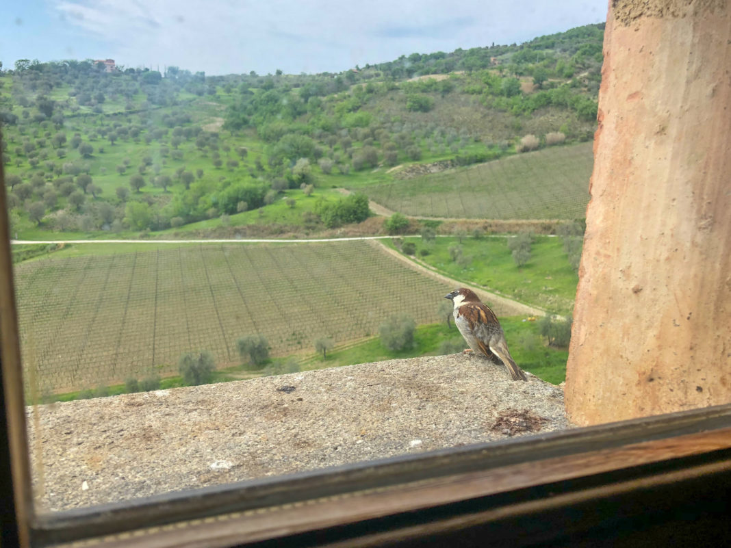 Bird sitting at the window