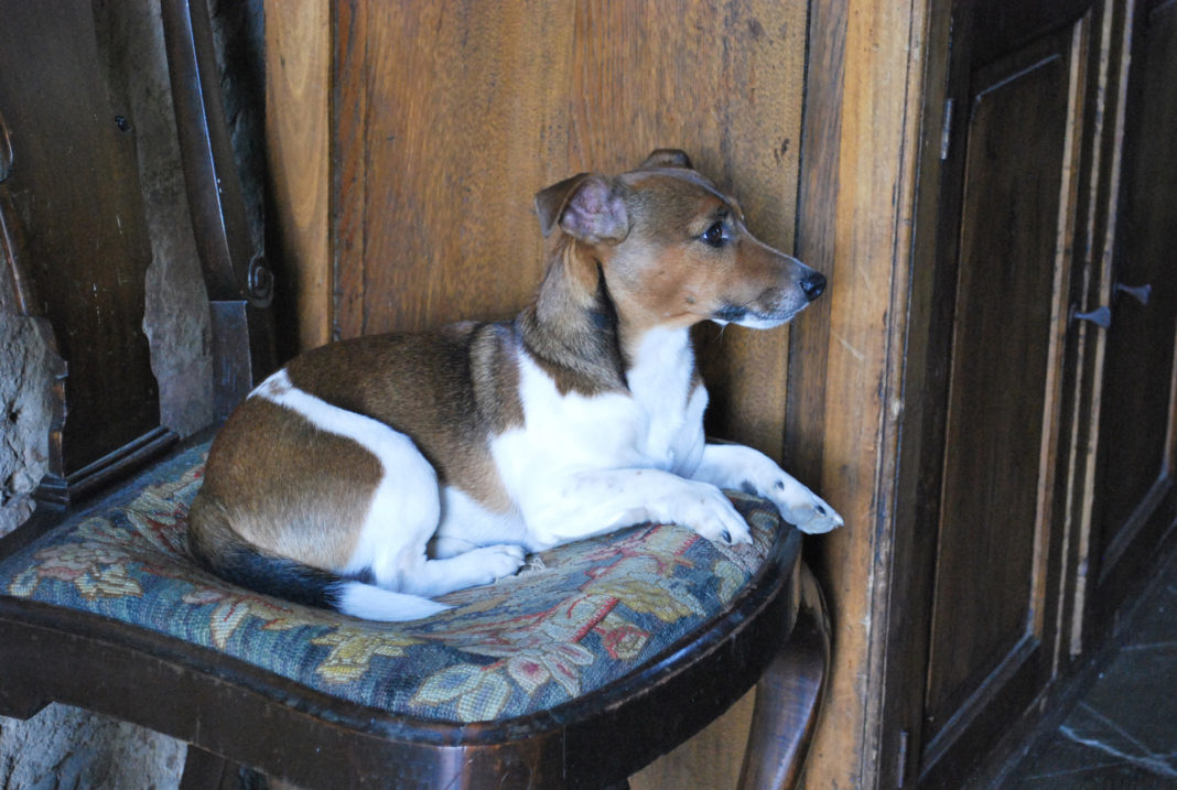 Dog Otto at Castello di Potentino