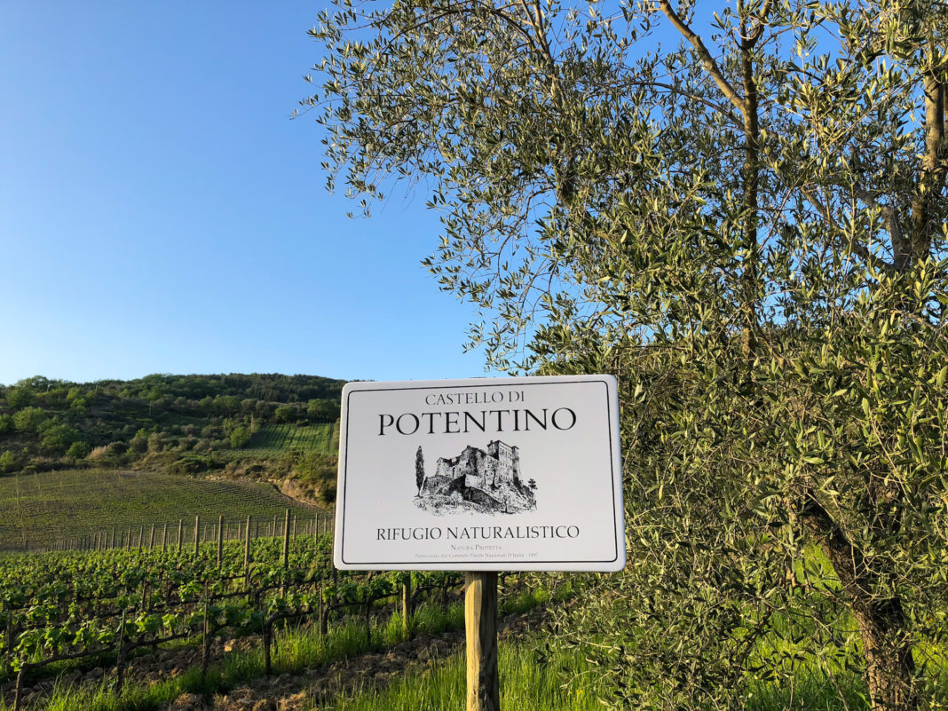 Vineyards of the castle