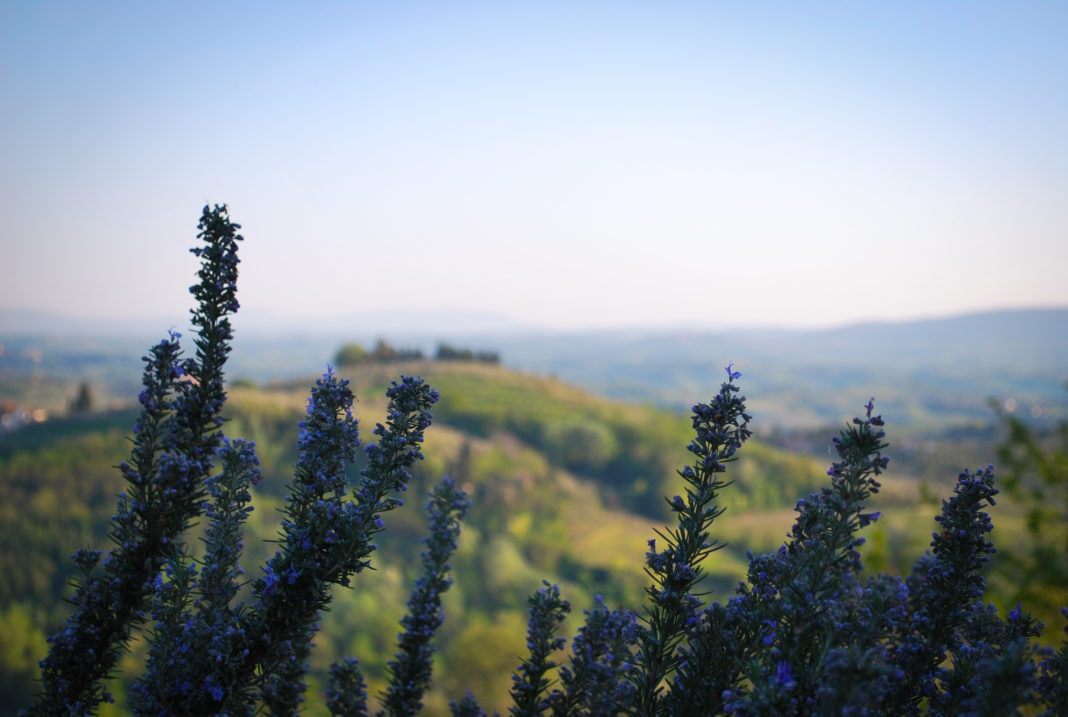 Rosemary in the garden of Il Paluffo