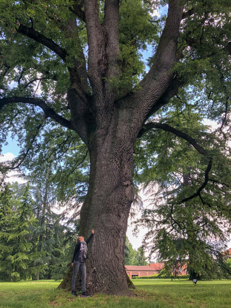 Big, old oak tree