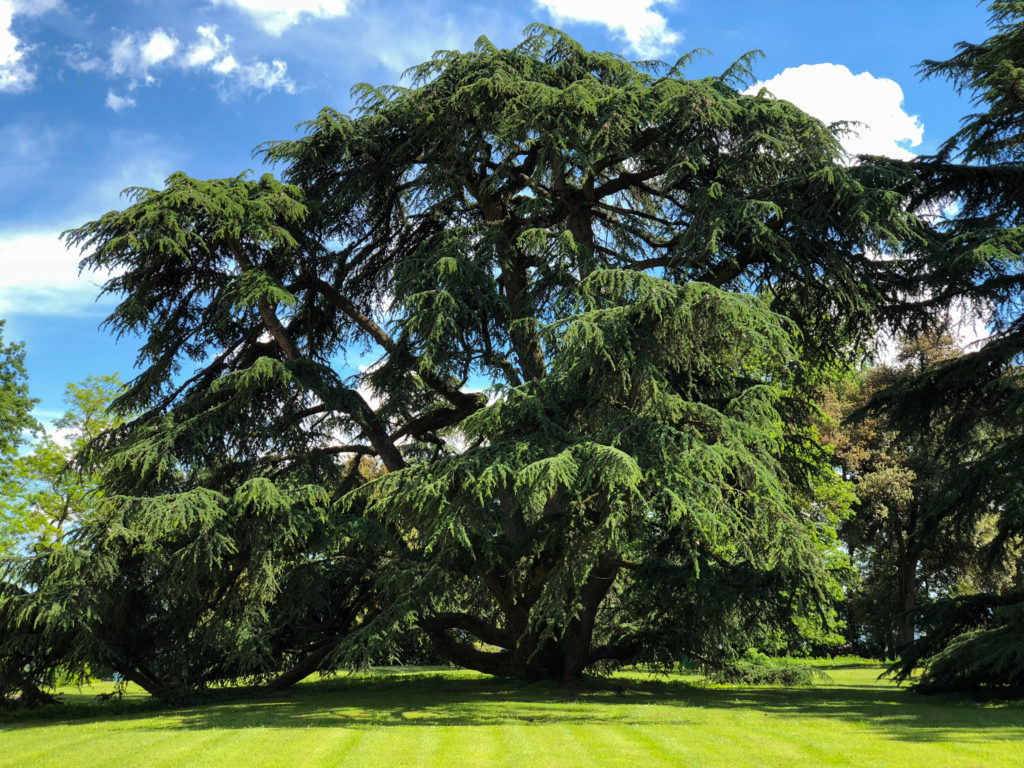 Lebanese cedar in the park