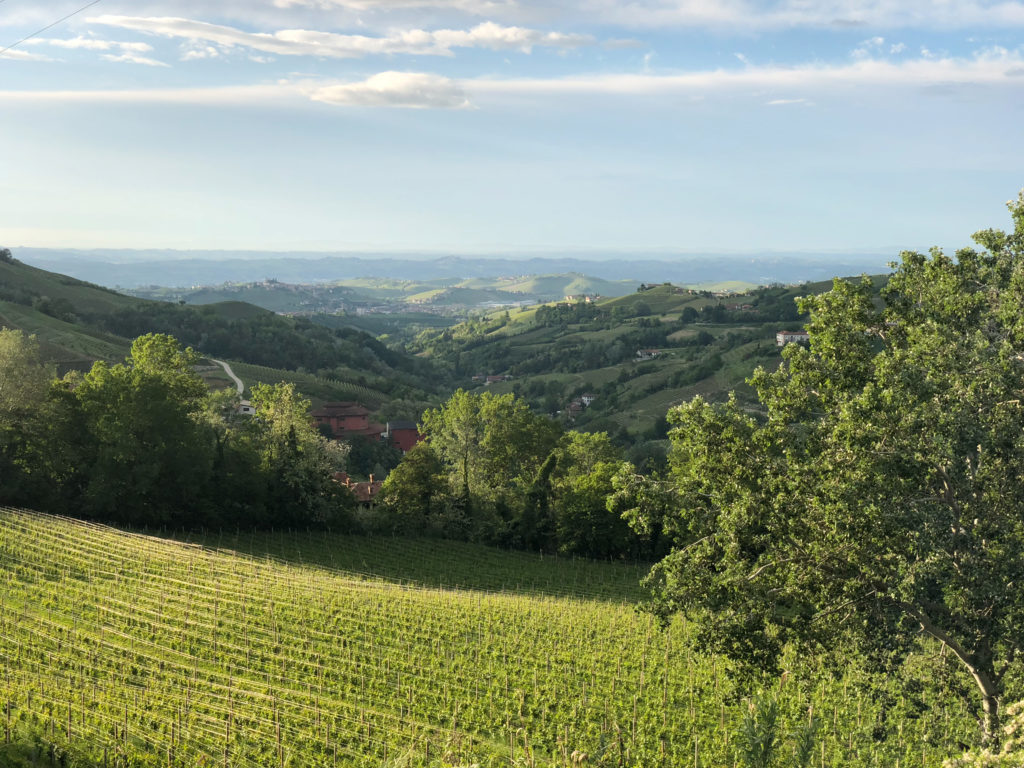 Vineyards and views of PIedmont