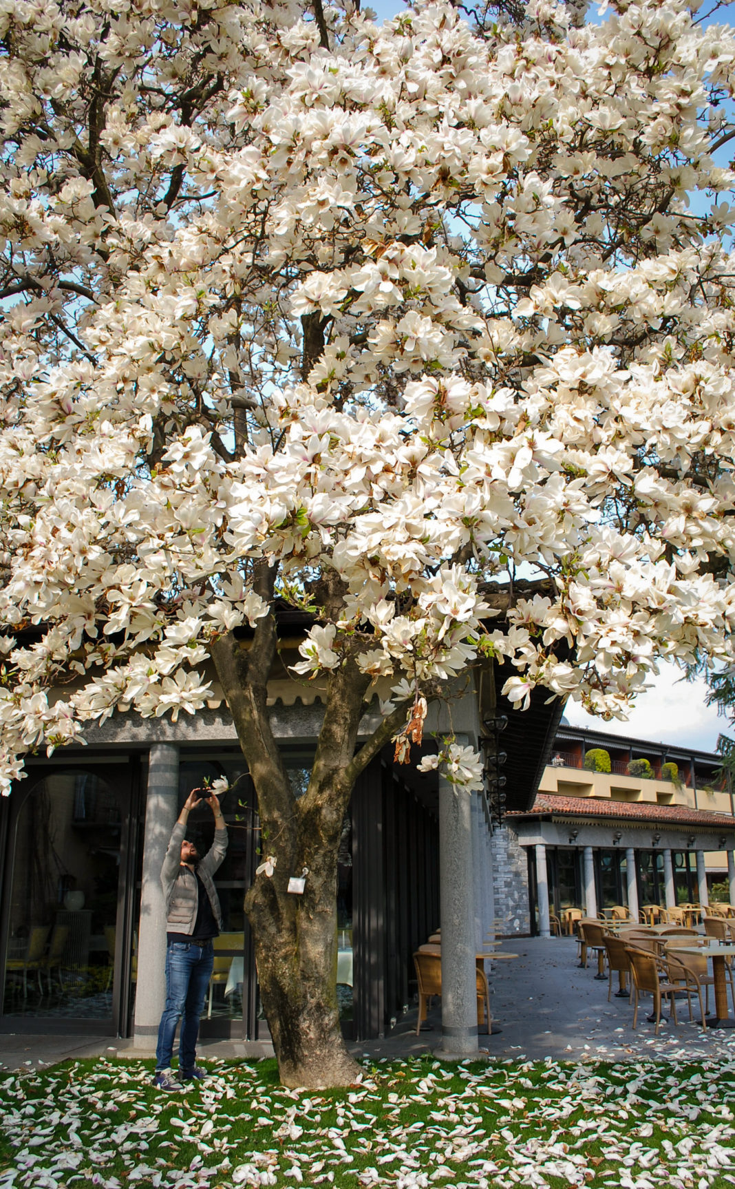 tree with white blossoms