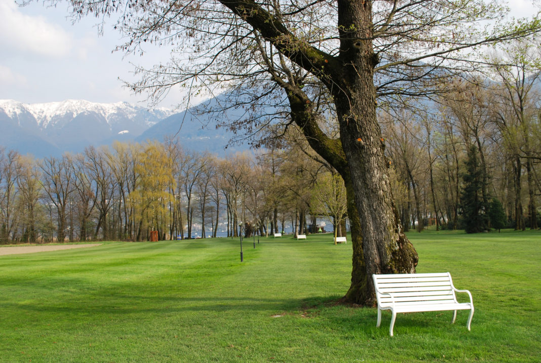 white bench under a tree